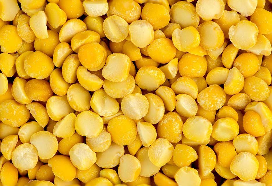 perform-bio-fermented-yellow-pea-protein2
