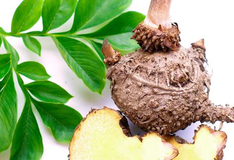 ritual-konjac